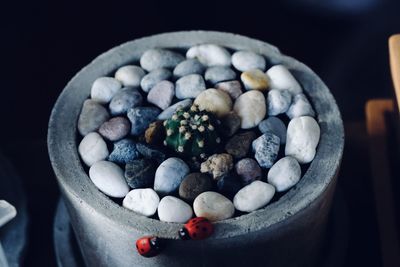 High angle view of cactus in container on table