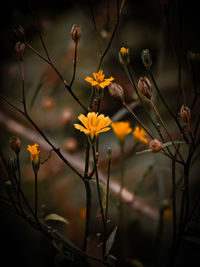 Close-up of yellow flowering plant