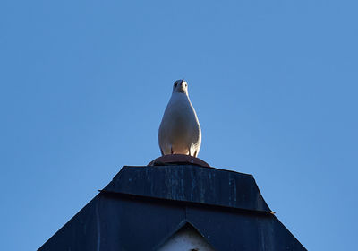 Low angle view of seagull perching on roof against clear sky