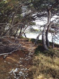 Trees in forest