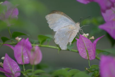 Close-up of butterfly pollinating on flower