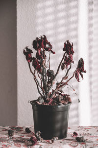 Close-up of potted plant on table