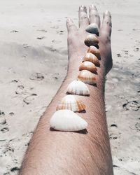 Close-up of animal shell on hand