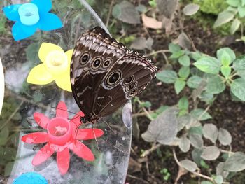 Close-up of butterfly on plant