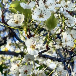 Close-up of white cherry blossoms in spring