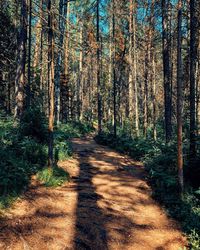 Dirt road amidst trees in forest