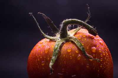 Close-up of wet tomato in darkroom