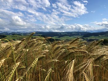 Scenic view of agricultural field against sky