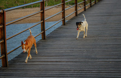 High angle view of dog running on railing