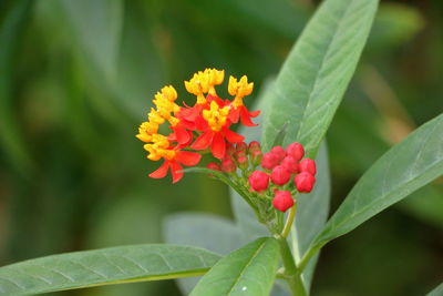 Close-up of red flowering plant