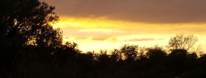 Silhouette trees in forest against sky at sunset