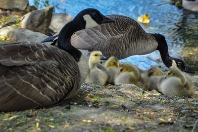 Ducks in a lake