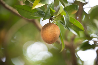 Close up of sapodilla on tree