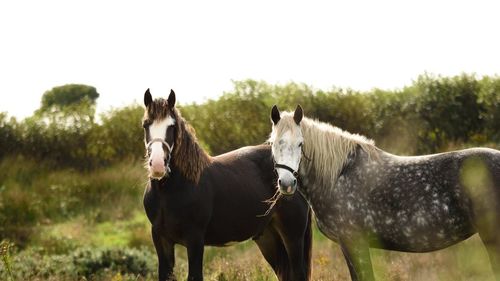 Horses on field against sky