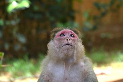 Close-up of monkey looking away