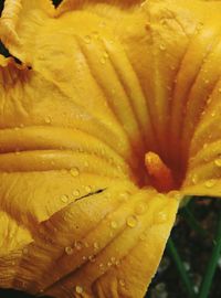 Close-up of yellow flower