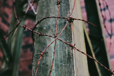 Close-up of rusty barbed wires