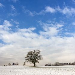 Bare trees on snow covered landscape against sky