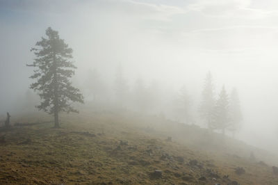 Trees on field during foggy weather