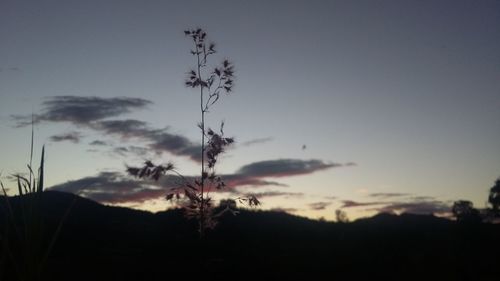 Silhouette trees against sky during sunset