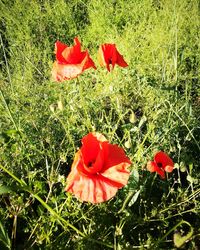 Close-up of red poppy flowers blooming outdoors