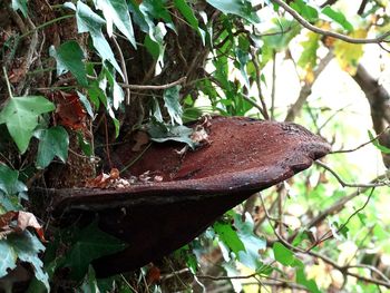 Close-up of lizard on tree trunk in forest