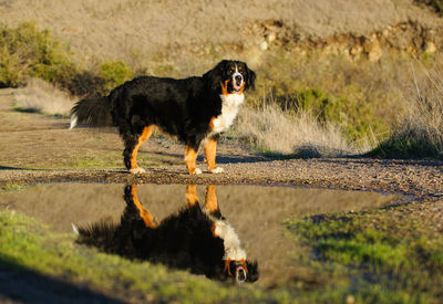 Dogs on road