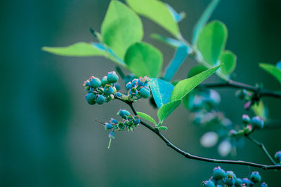green
