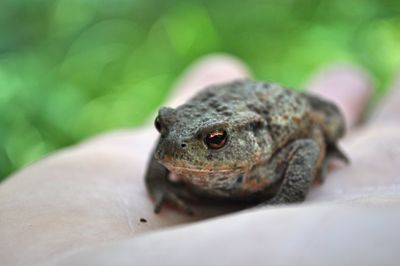 Close-up of lizard