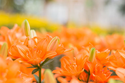 Close-up of orange flowers blooming outdoors