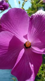 Close-up of pink hibiscus flower