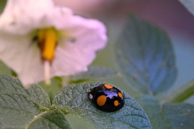 Close-up of ladybug on purple flower