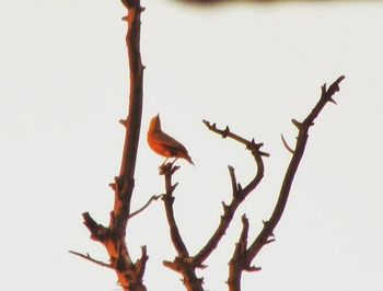 Low angle view of birds perching on tree