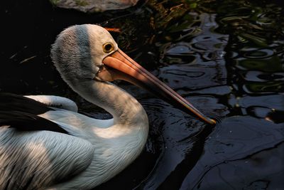 Close-up of duck in lake