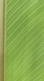 Full frame shot of banana tree leaf