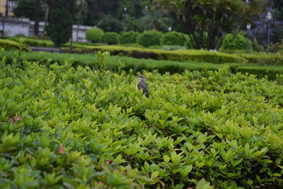 Bird perching on field