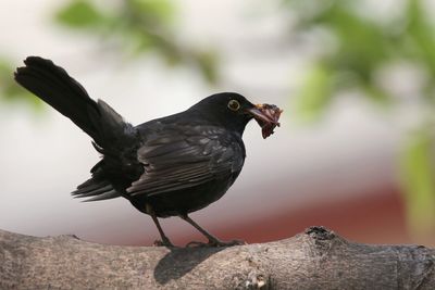 Close-up of bird perching