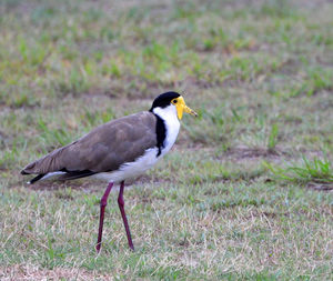 Side view of a bird on field