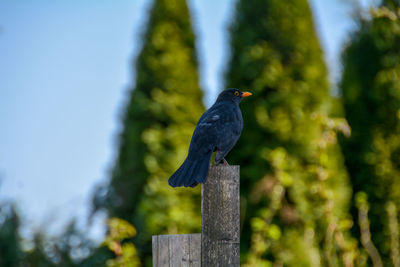Blackbird on a log in the garden