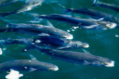 Close-up of fish in water