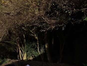 View of trees in forest at night