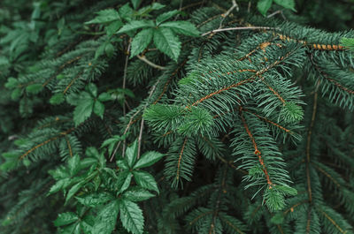 plant