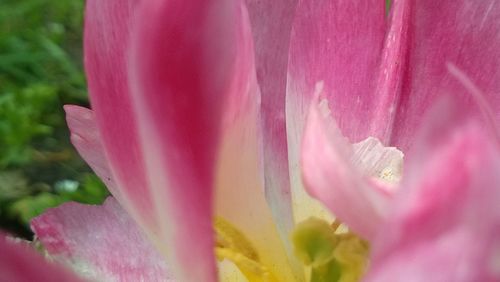 Close-up of pink flowers