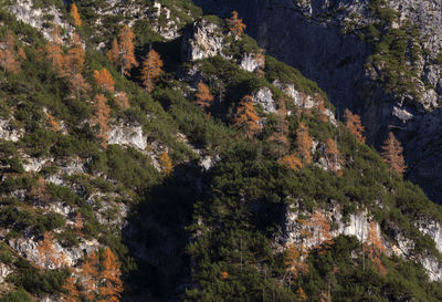 High angle view of rocks and trees in forest