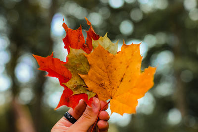 Close-up of hand holding maple leaves during autumn