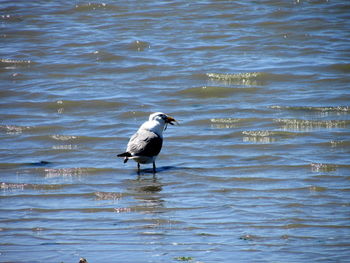 Birds in water