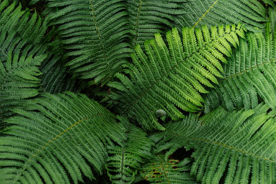 Pattern of green fern leaves