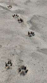 High angle view of crab on beach