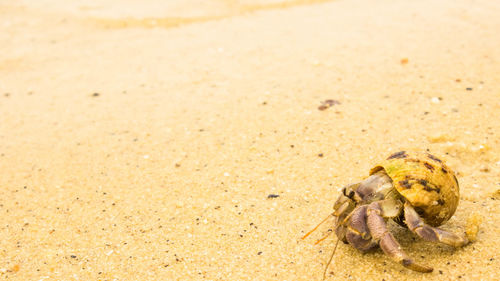 Close-up of crab on beach