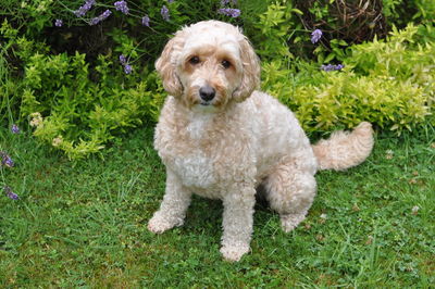 Portrait of dog sitting on grass